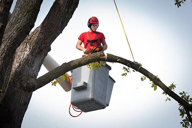 How Our Tree Care Process Works  in  Paradise, CA