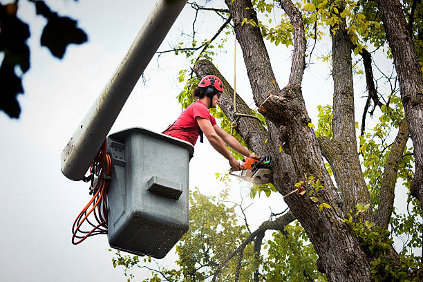 Leaf Removal Services in Paradise, CA